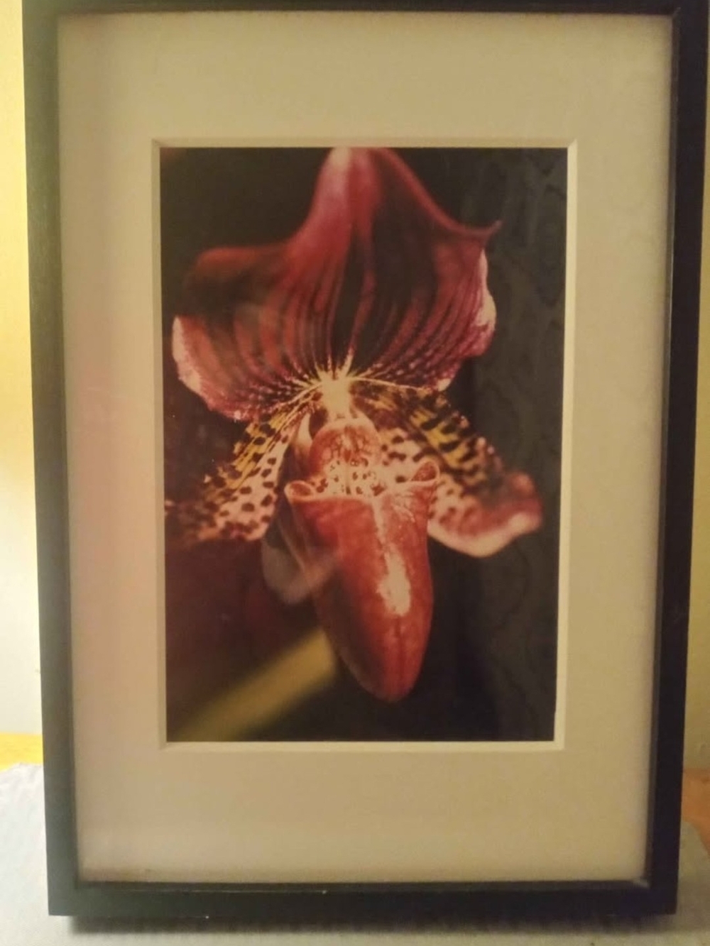 Ross Wetzel Orchid photograph Framed Orchid Photography in Red & Black